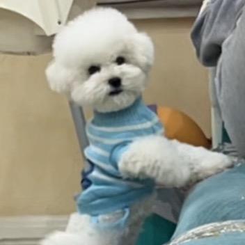 王可乐是只小比熊
