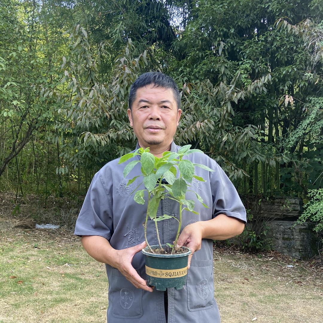 苗伯百草堂3