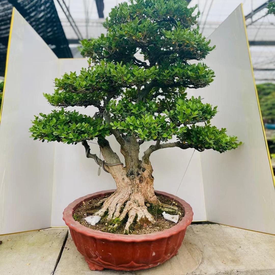 涛豪花卉盆景园