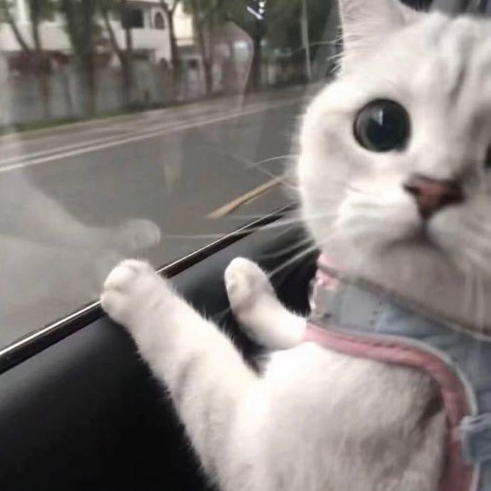 忧郁的猫