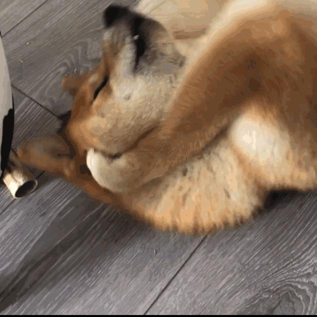 黄胖达