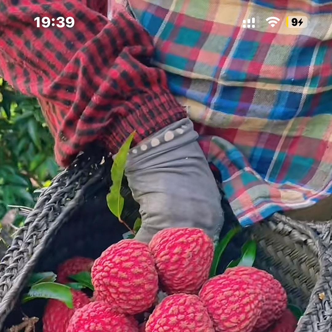 泰之香阳光玫瑰明日达