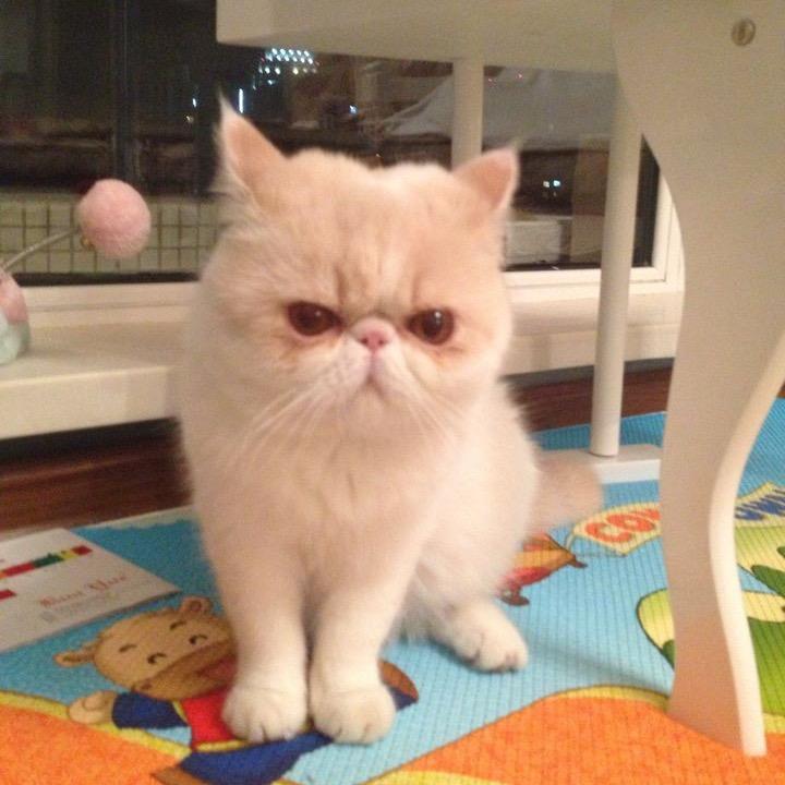 赞尼奈斯的哇塞女人