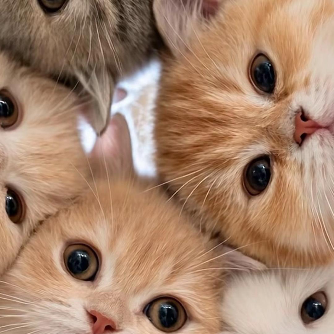 爱吃糖的猫猫～🍒💋