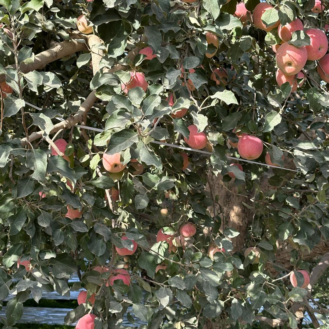 陈陈（家有三宝）