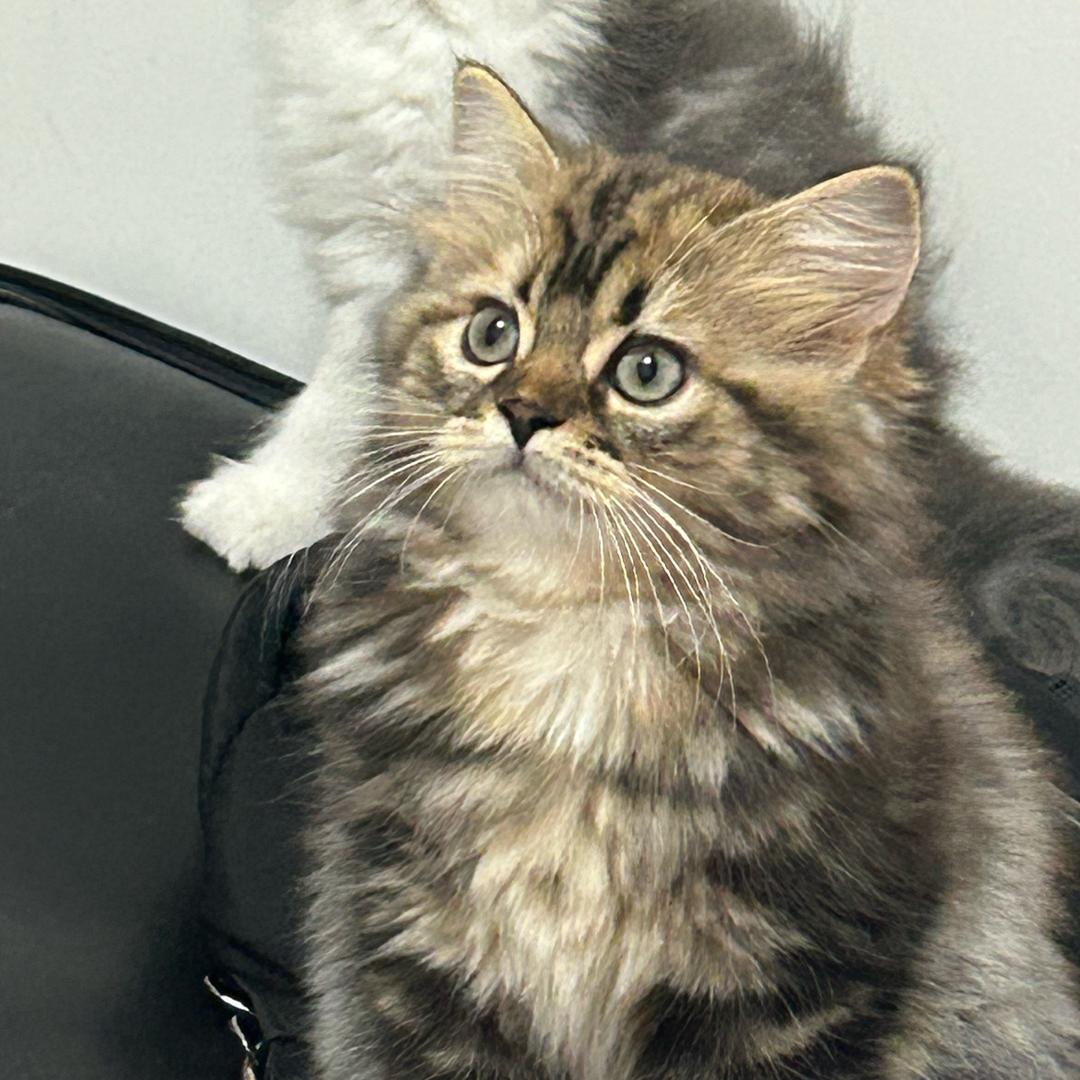 柒柒（见过林俊杰版）