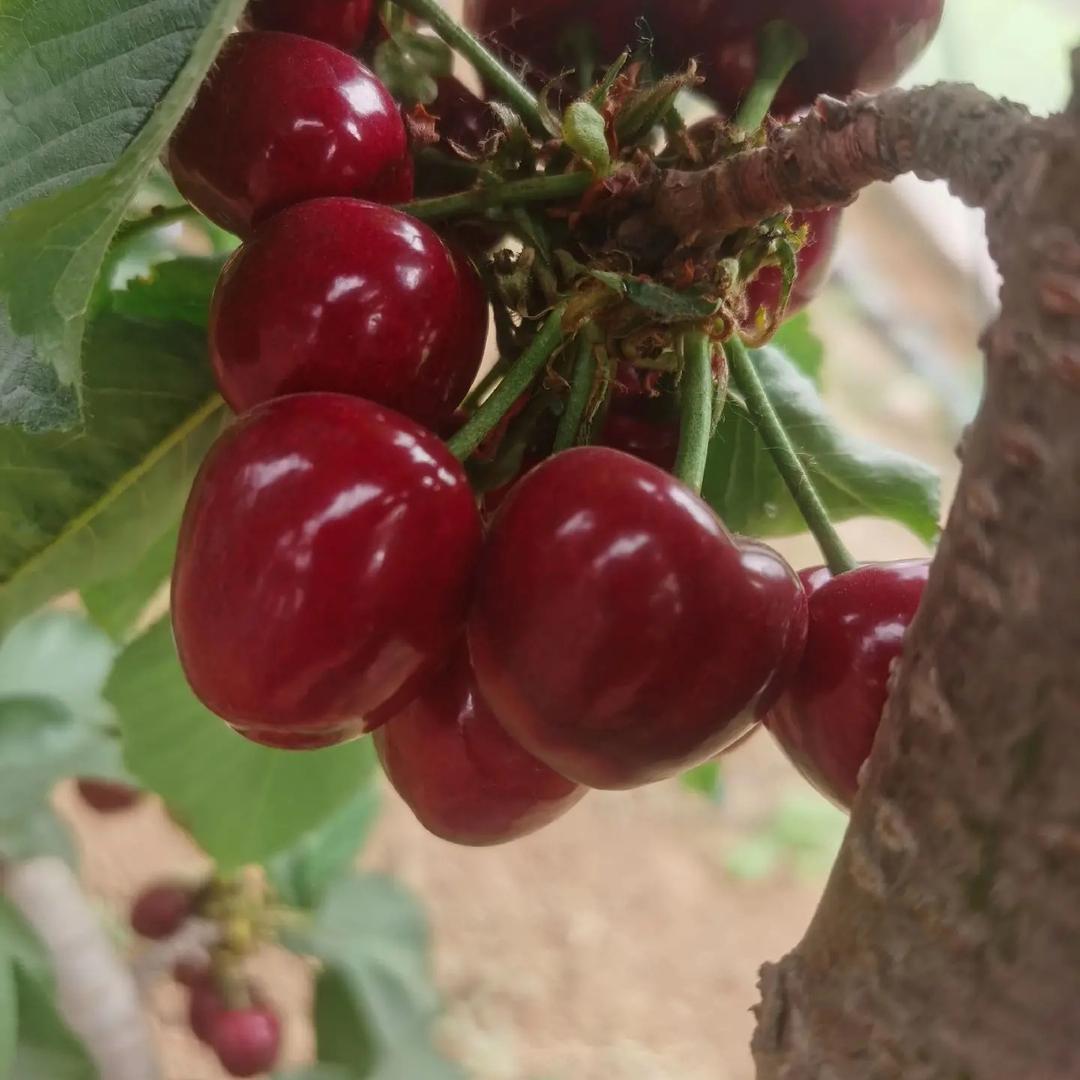 安徽老院墙生态农业科技有限公司