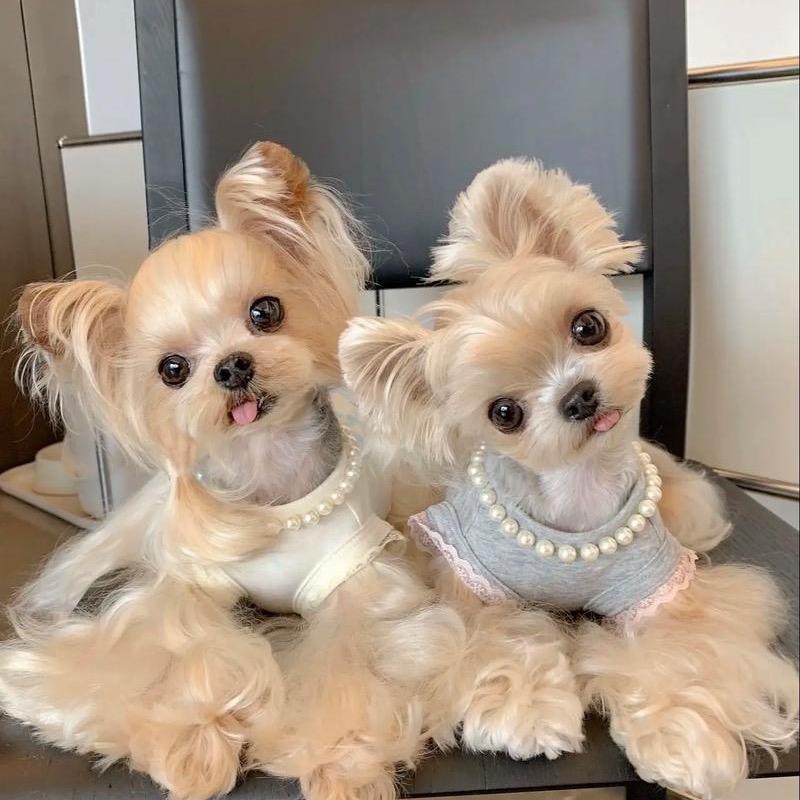 馨宇名宠（直播2）