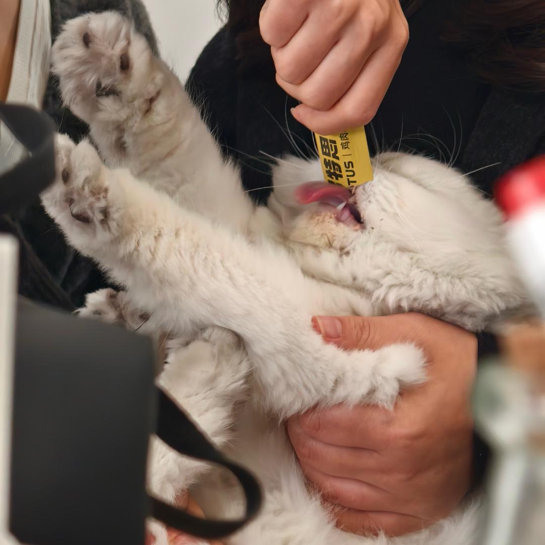 猫一万是只打工喵