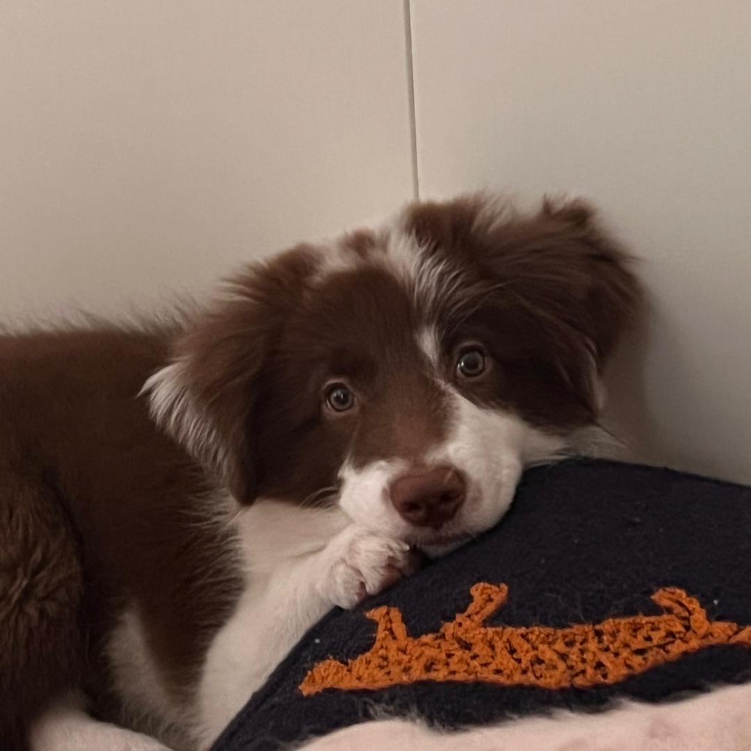 蒋先生的狗腿子