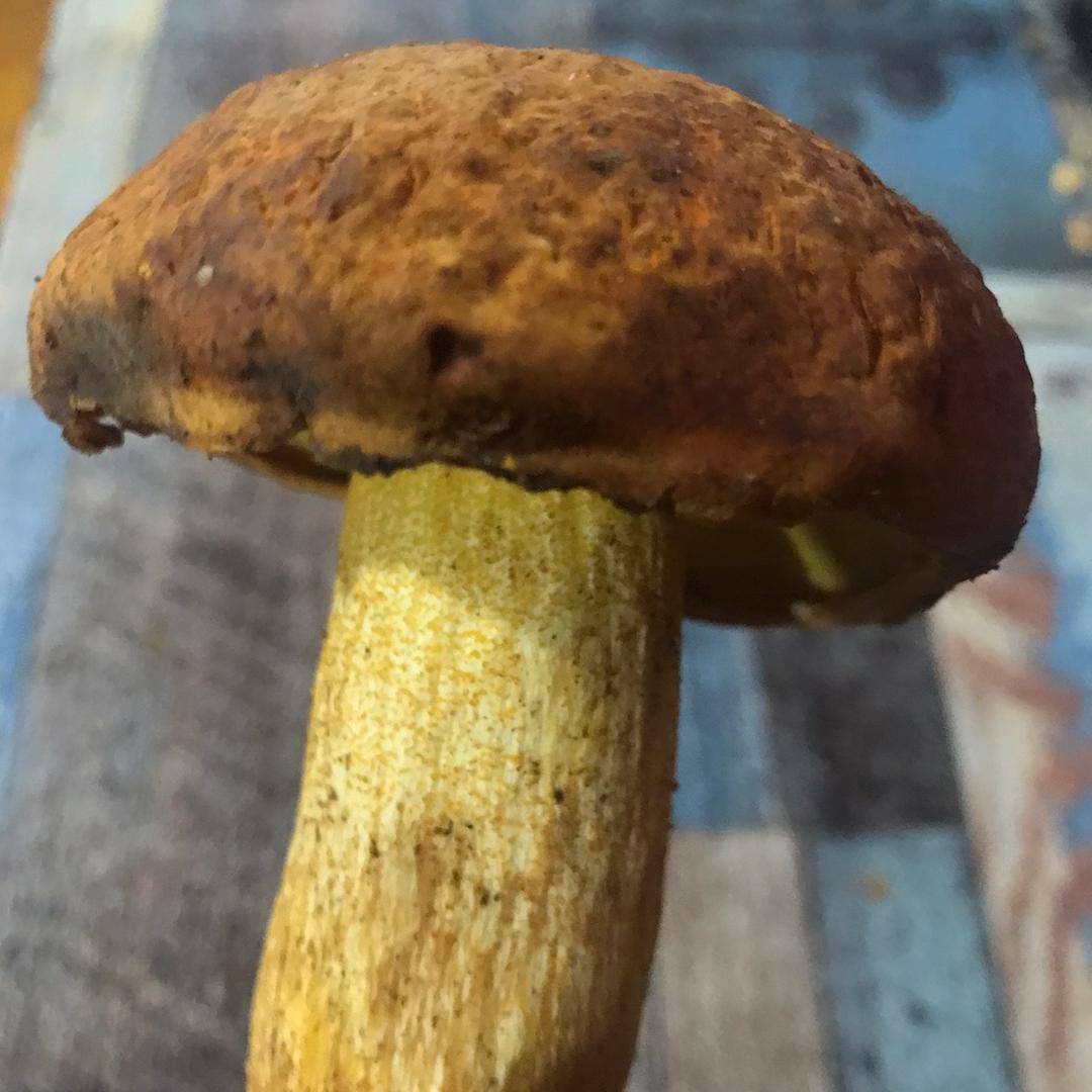菌缘（王）