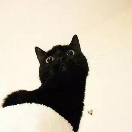 黑猫🐈‍⬛