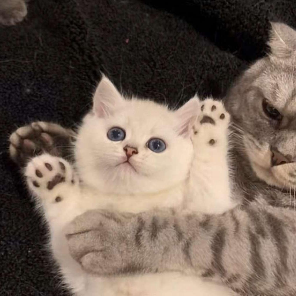 我吃蛋糕减肥🧁