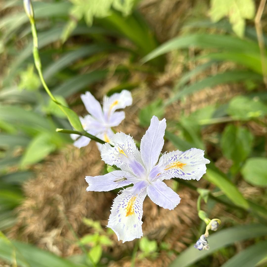 凤芹百货店