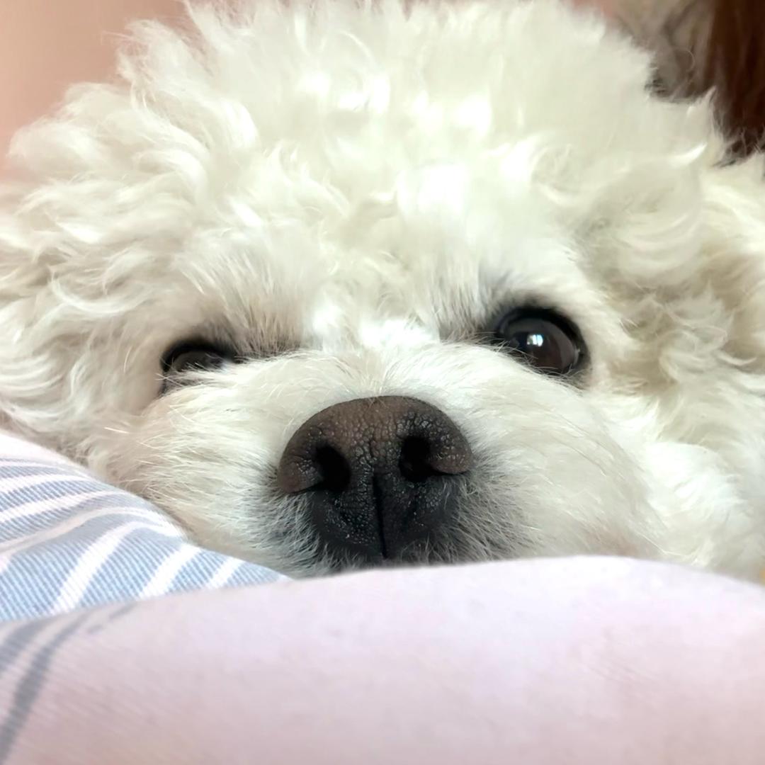 呆大王