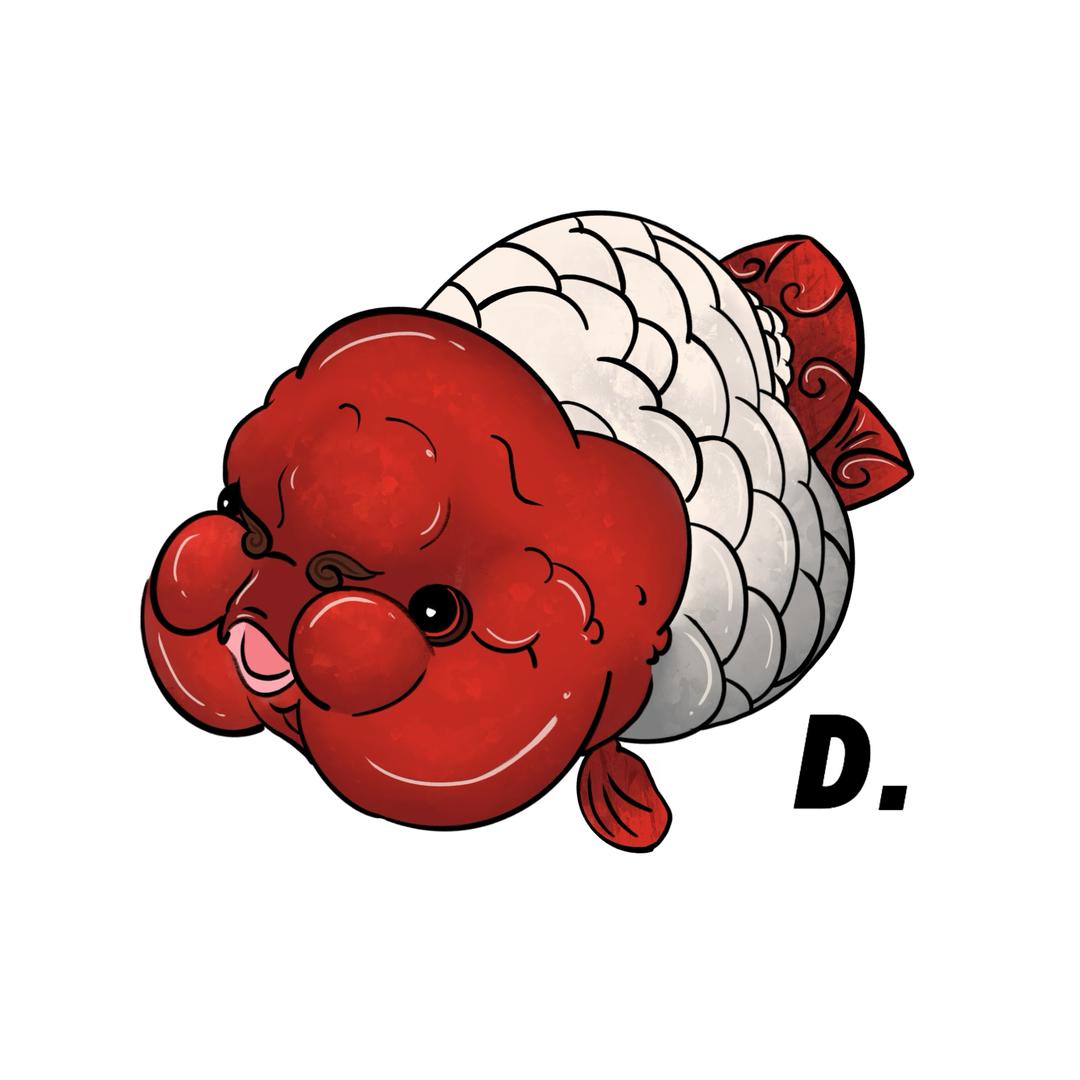 D金鱼
