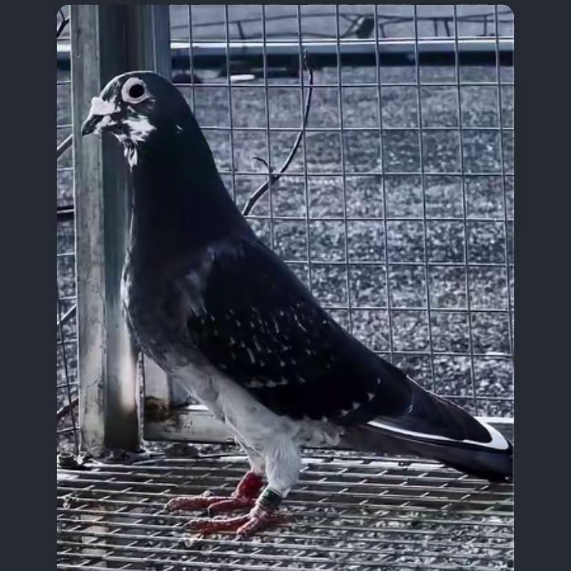 大成鸽舍（跃龙系）