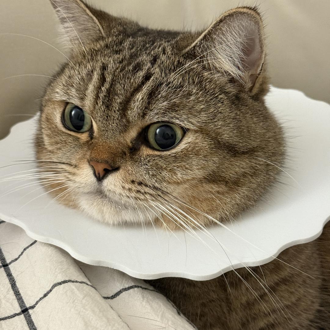 纯情小虎火辣辣