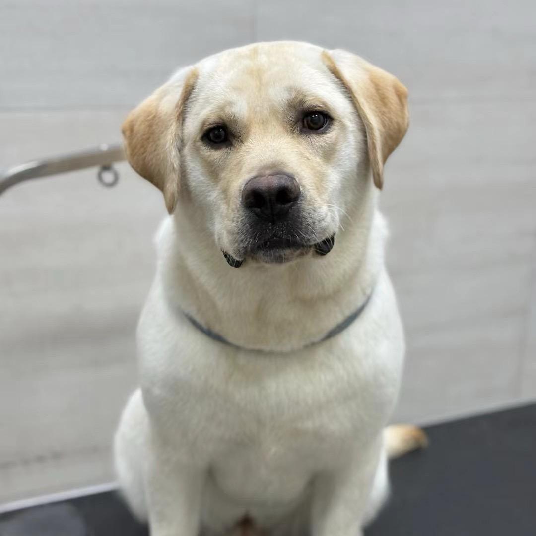 酷酷是只拉布拉多