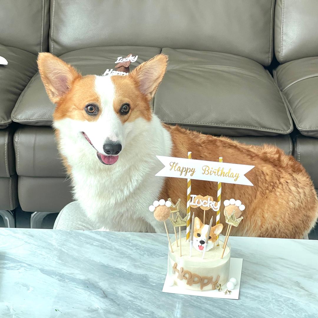 十五是只可爱的小柯基