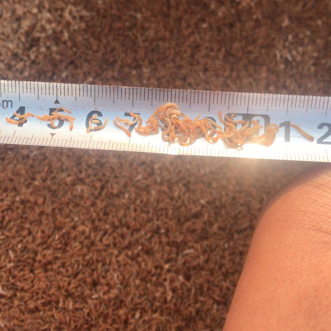 胡明海黄粉虫养殖