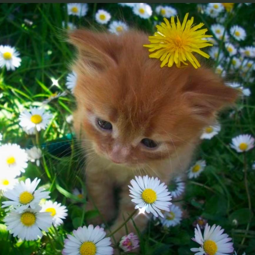 白色的无蛋猫