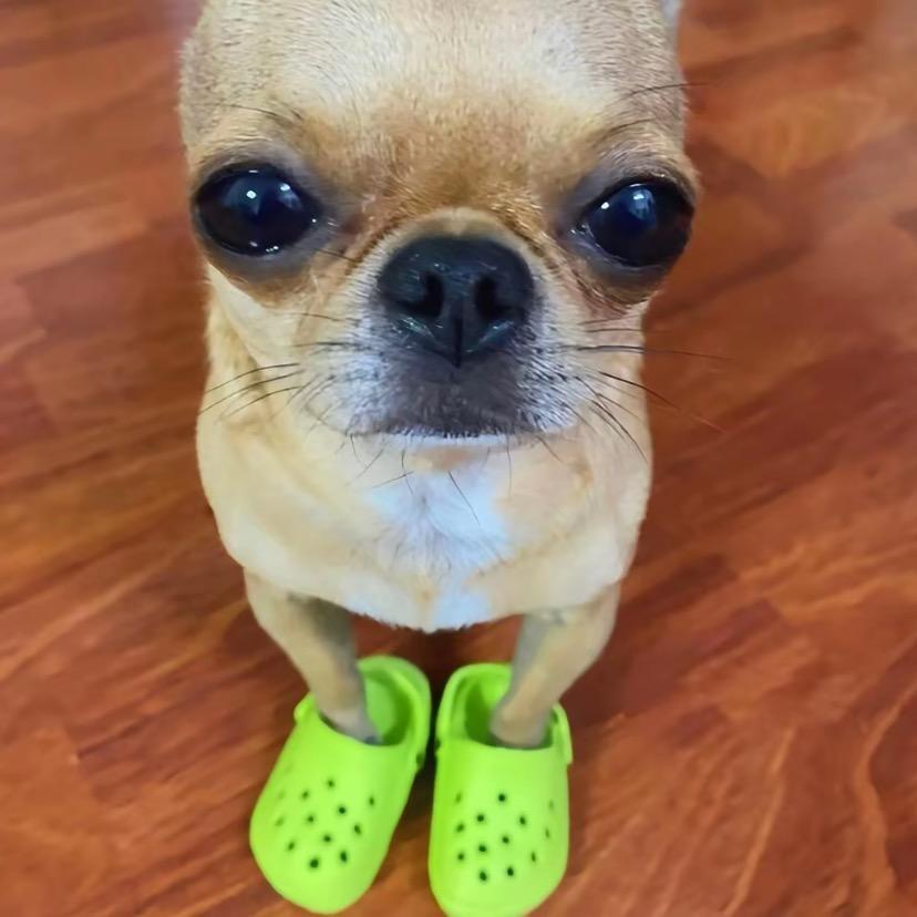 吴所謂大王