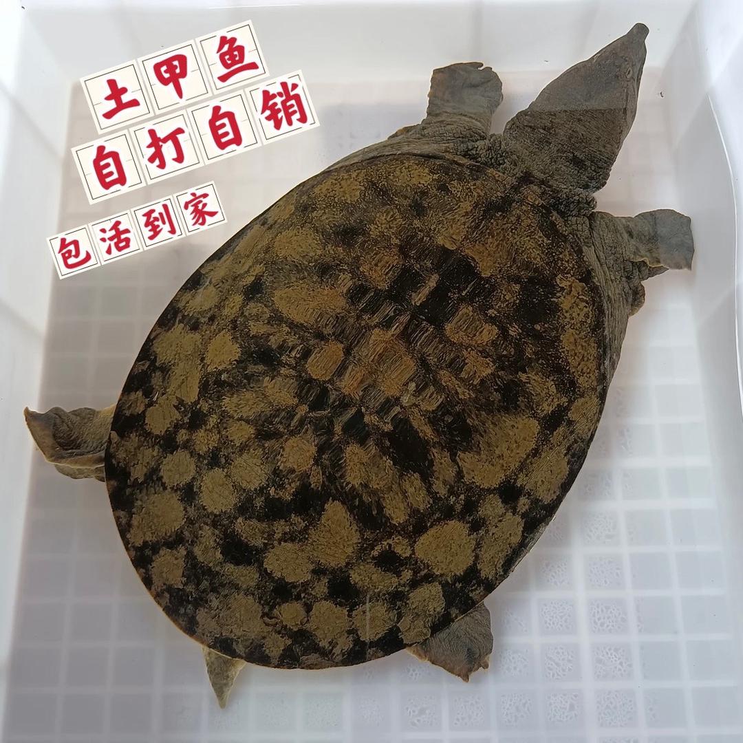 老班长搞野甲鱼