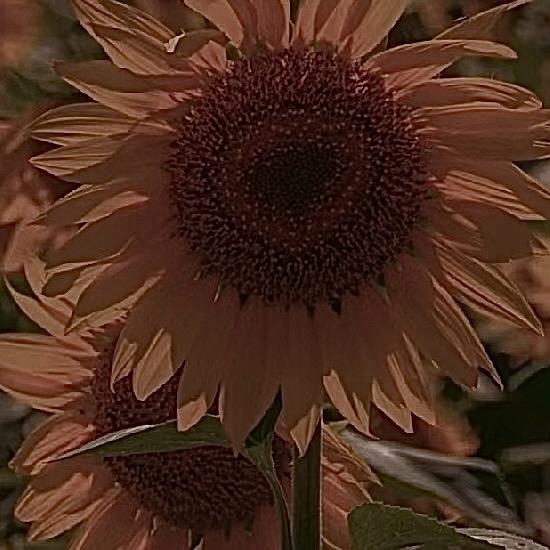 【本美品～蛋小饭】🙄💅