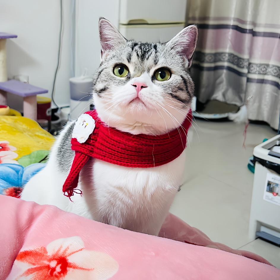 猫教兽