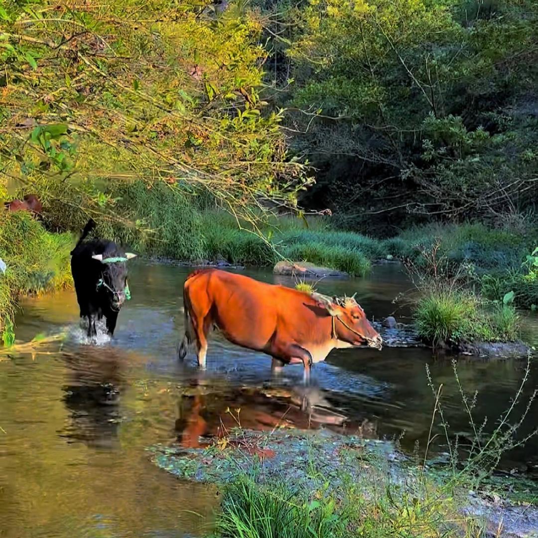 红牛🐂