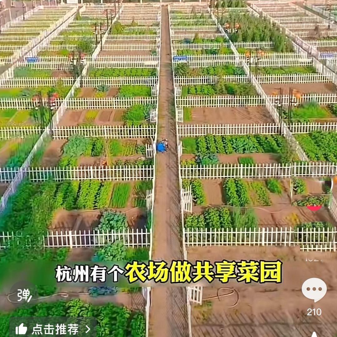 杭州月芽农场（共享菜园）