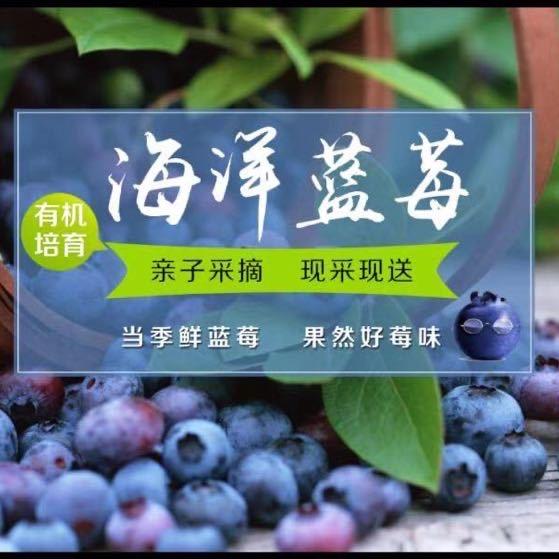 海洋蓝莓