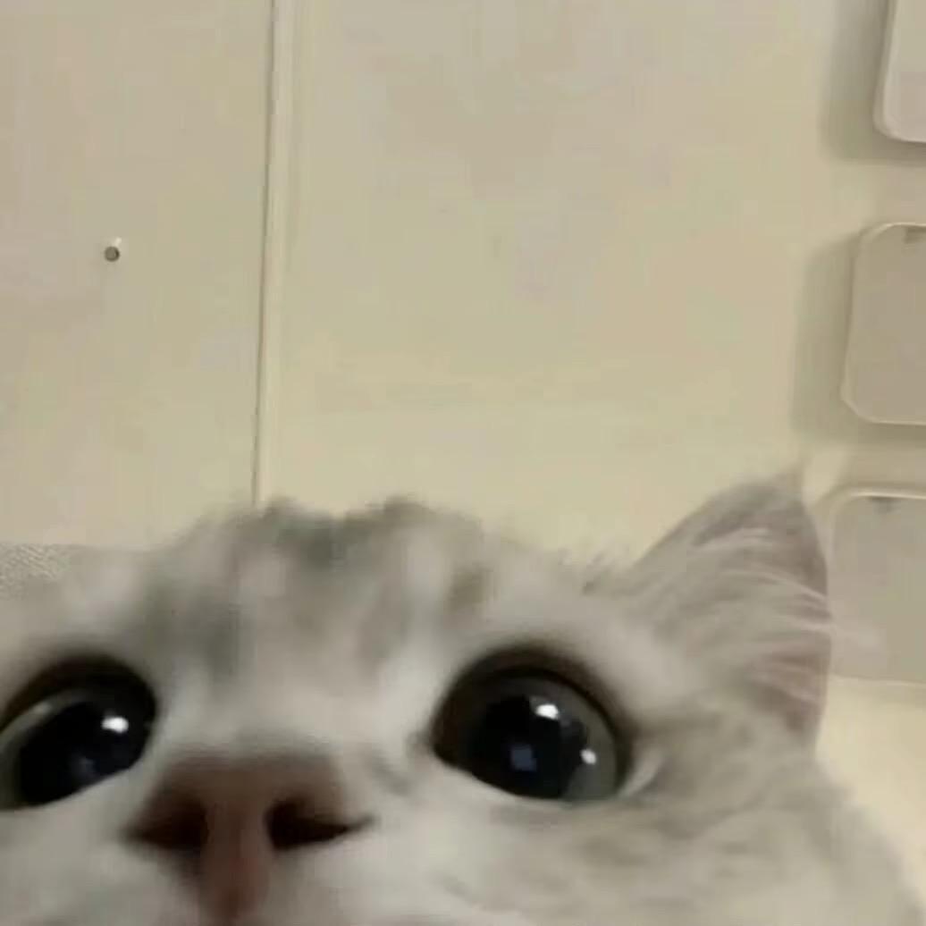 小呆呆