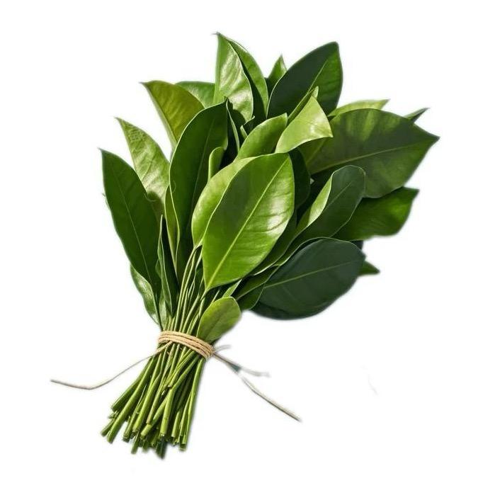 君豆豆