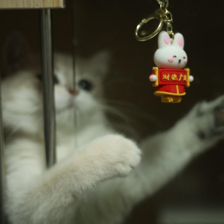 是知恩呐头像