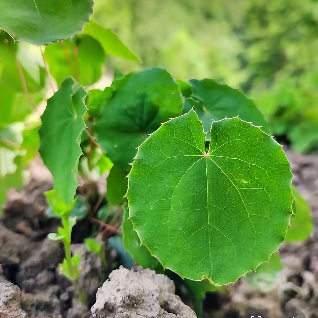 甘肃纯野生三枝九叶草