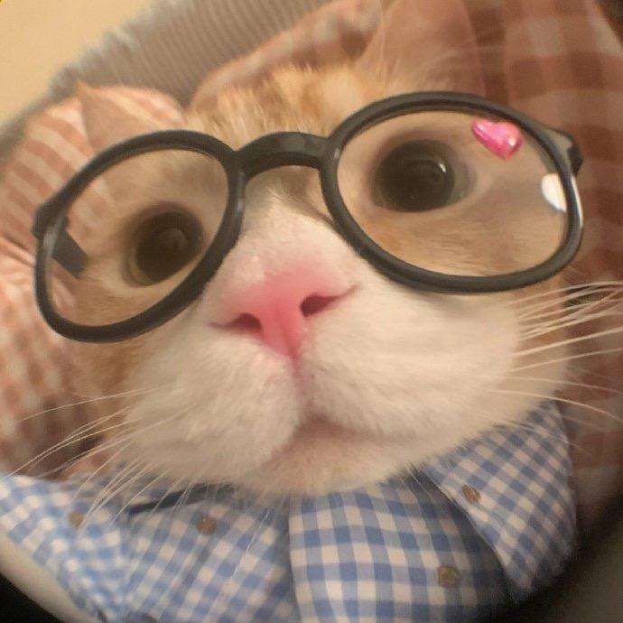 小猫大王