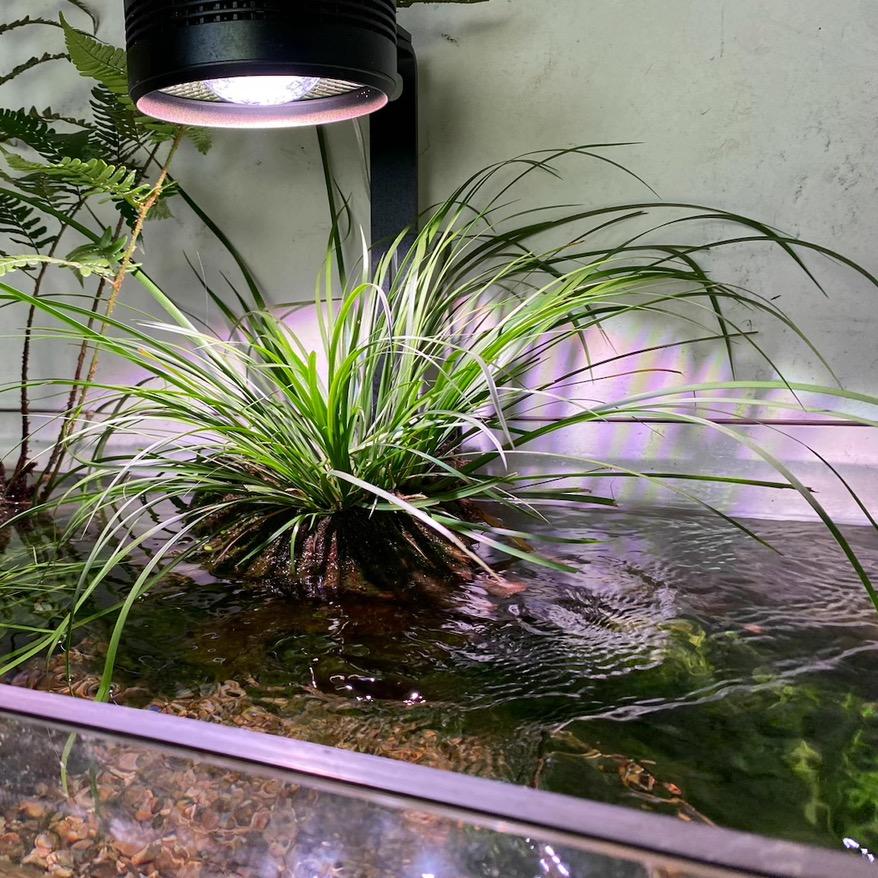 逸轩原生植物造景工作室