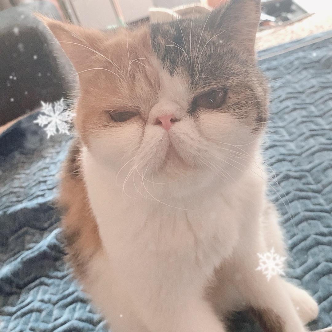 大脸猫