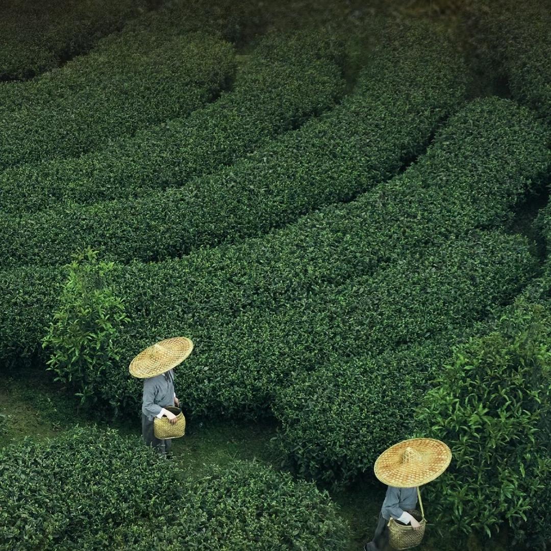 品品香白茶贵阳市运营商小时达