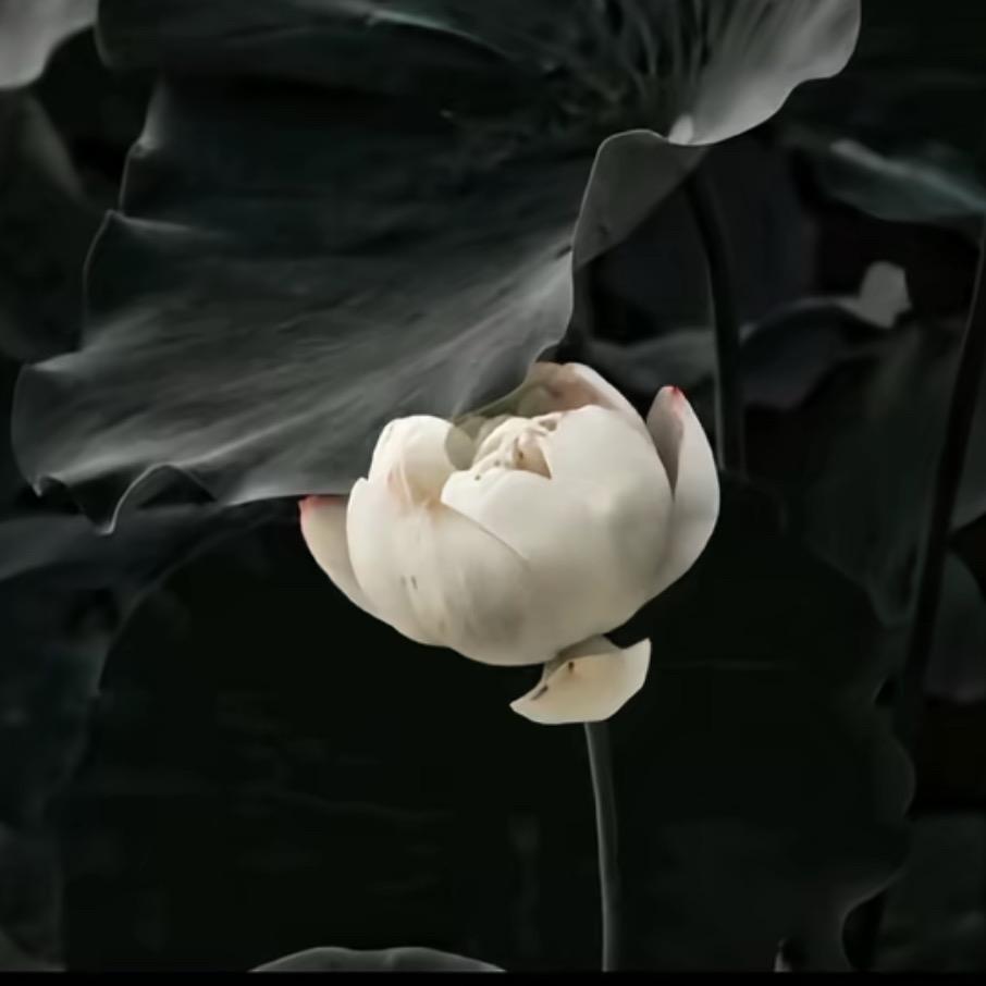 出了名的爱胖胖