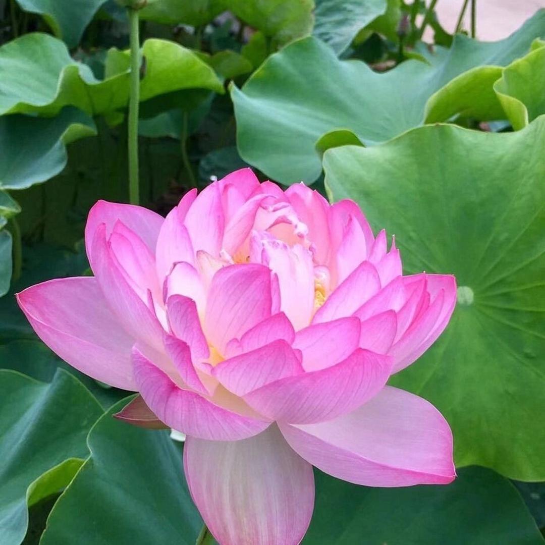 我拿泥巴种荷花