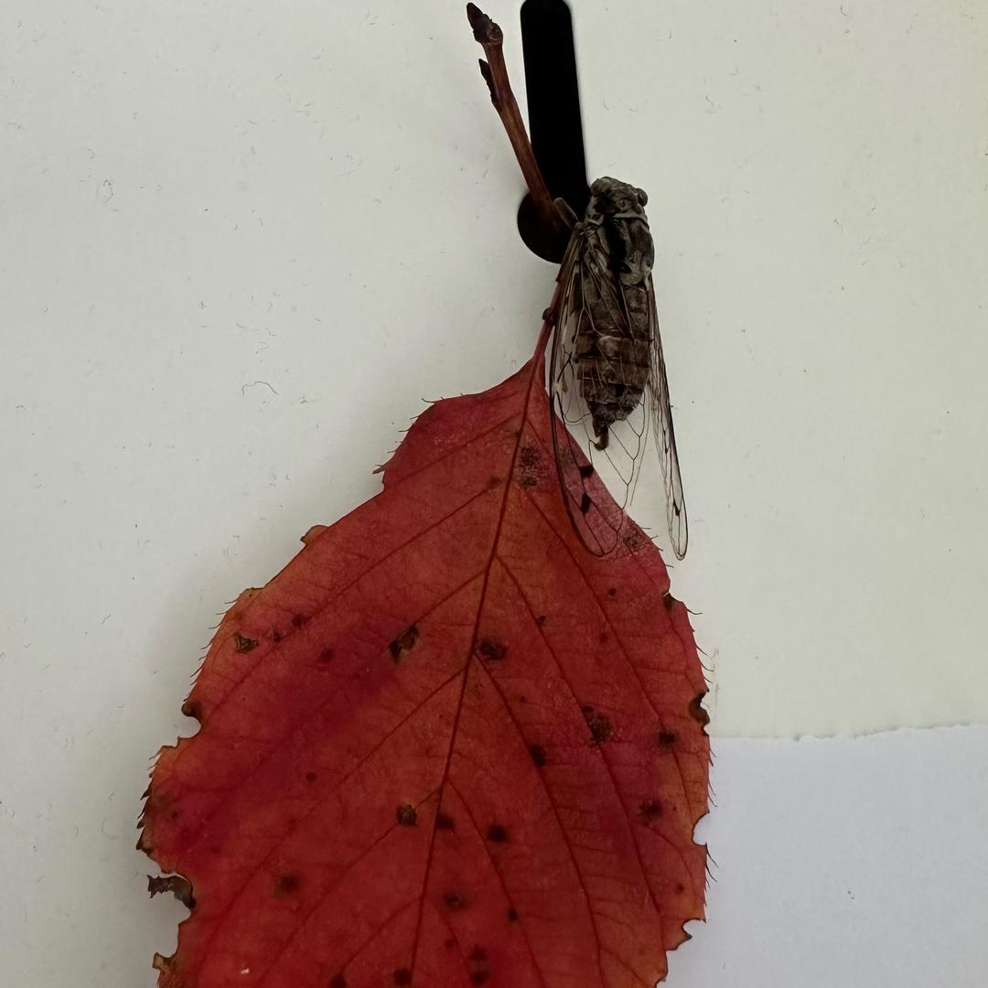 主播转型当演员