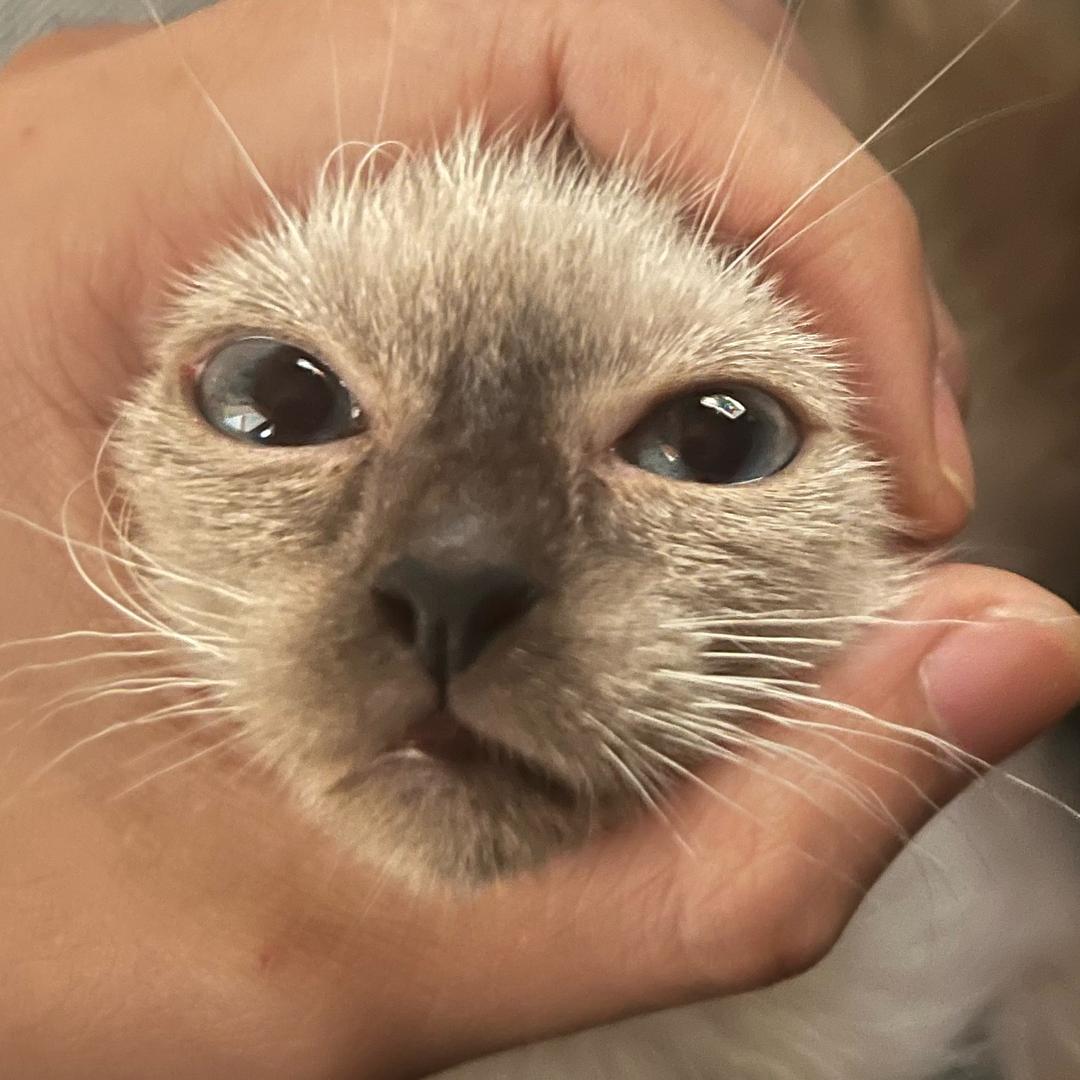 四季ノ唄