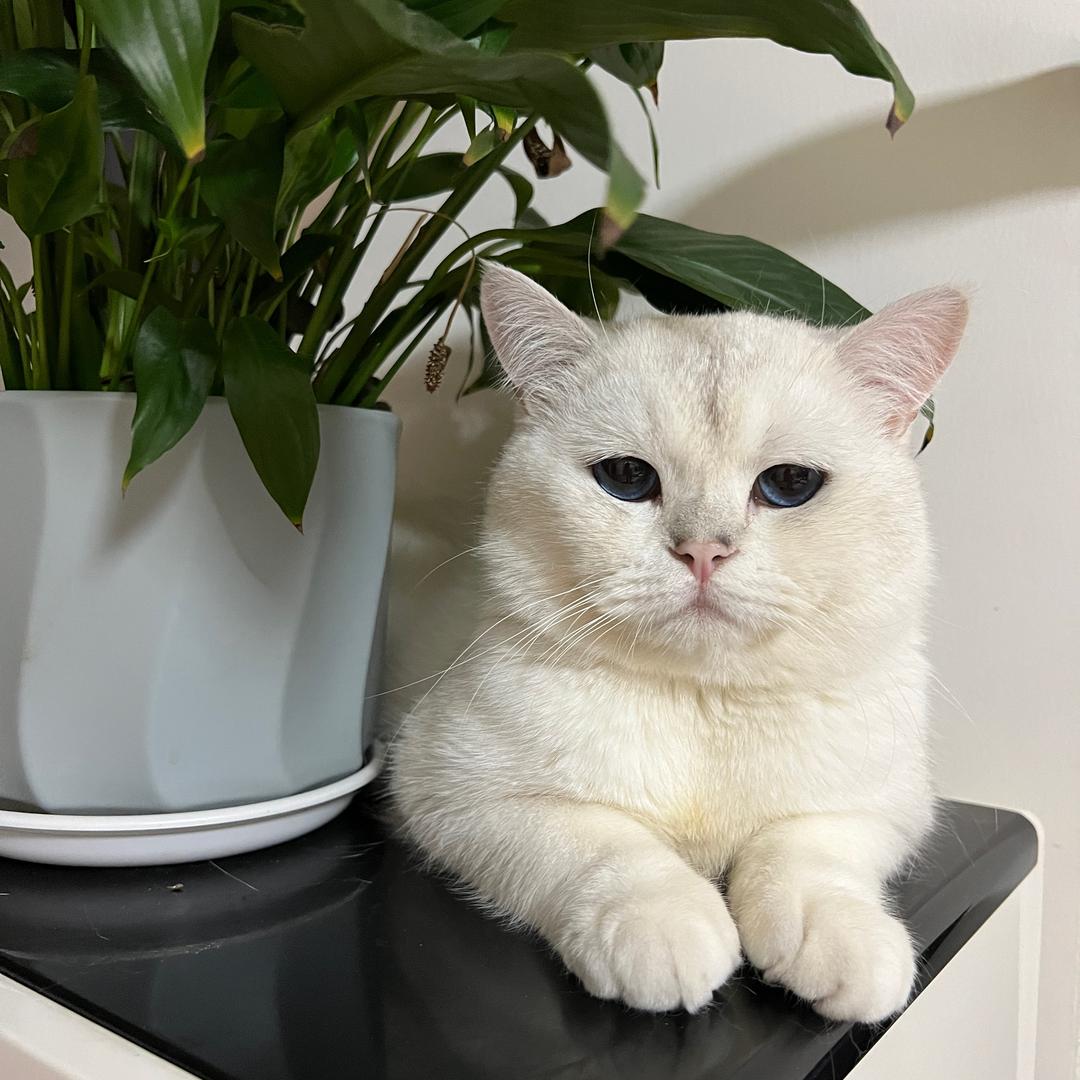 牛总是只猫