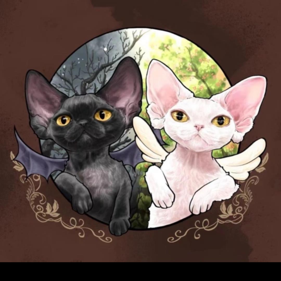 洋籽～德文卷毛猫