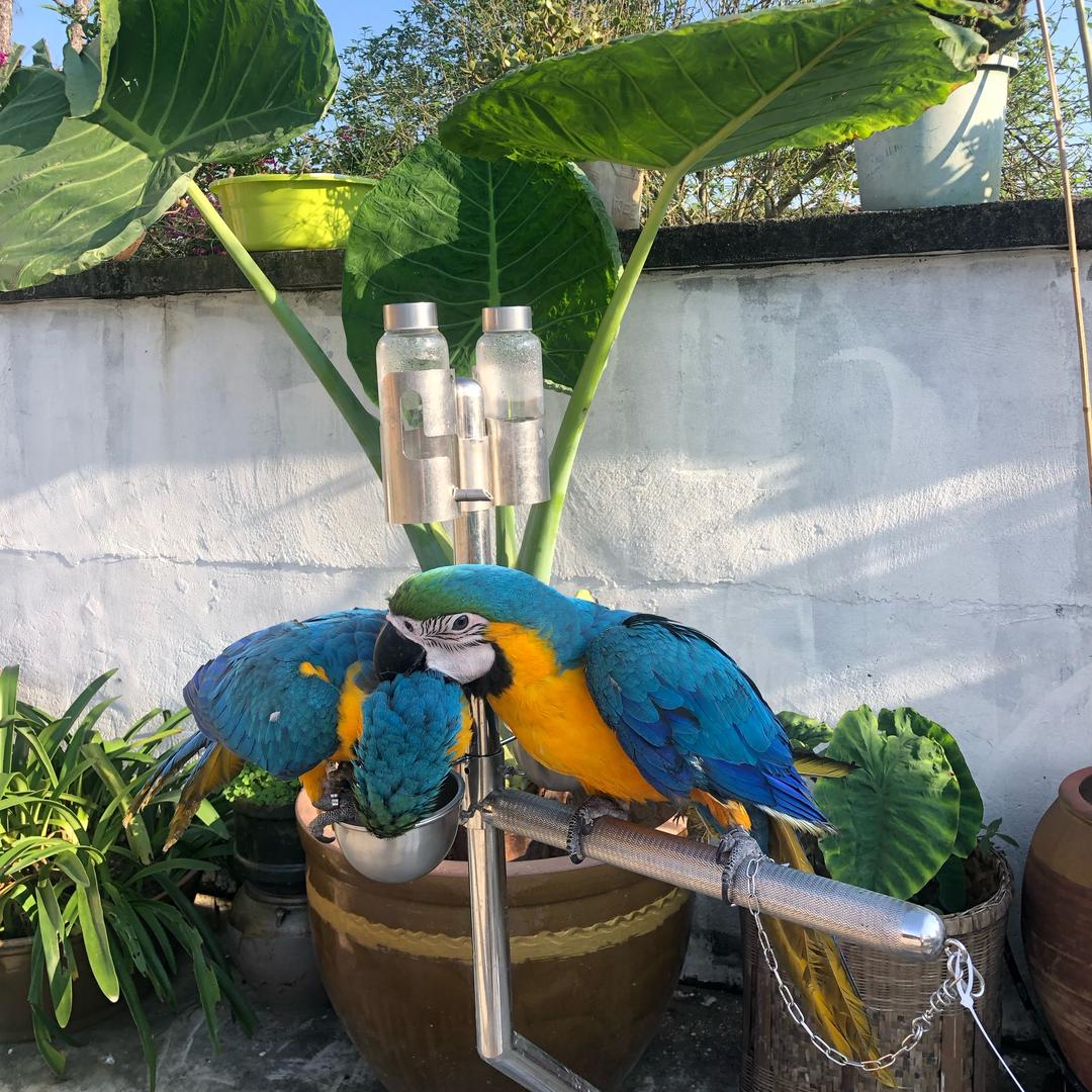 鹦鹉学院🦜（日常）