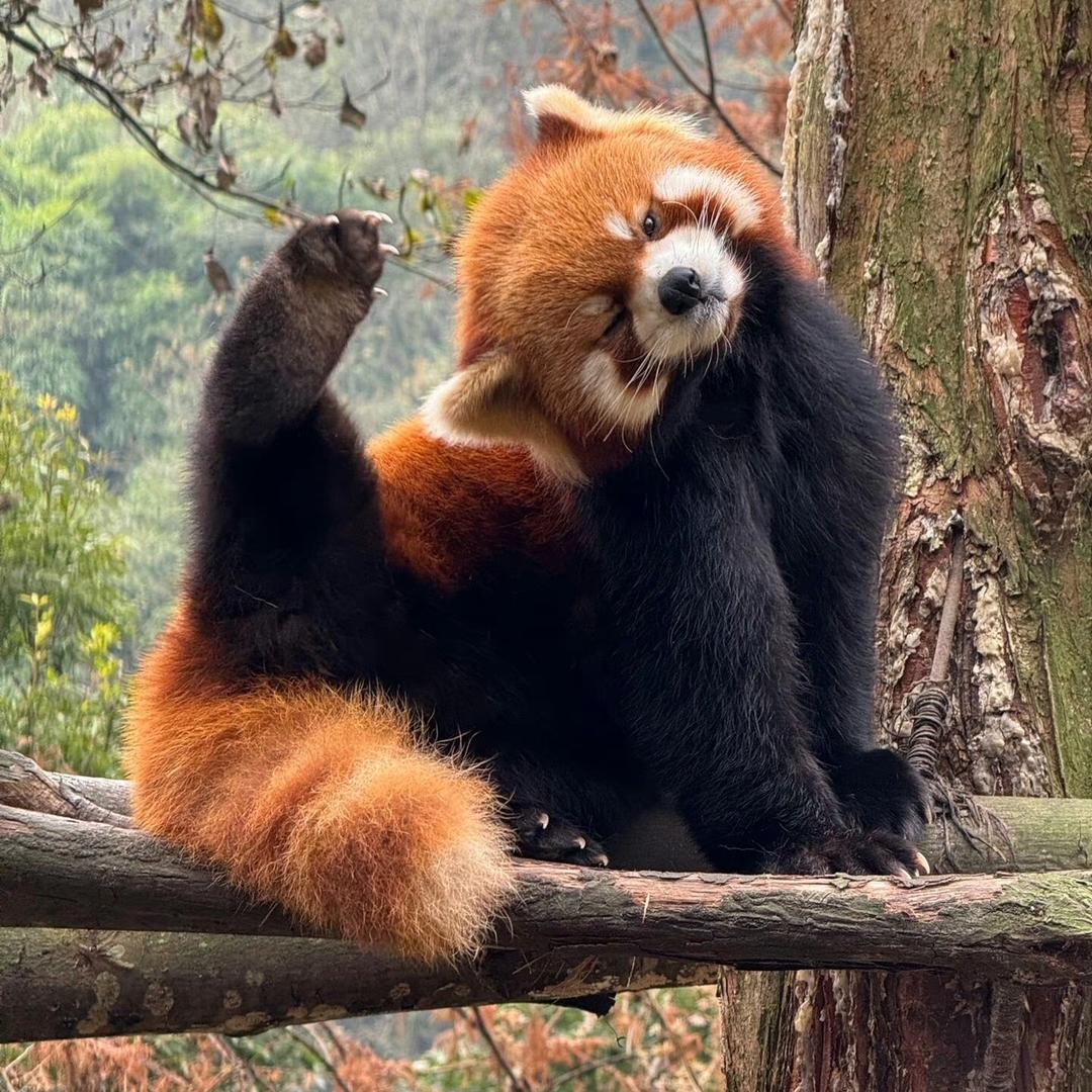 珍珠奶茶不加珍珠不加糖