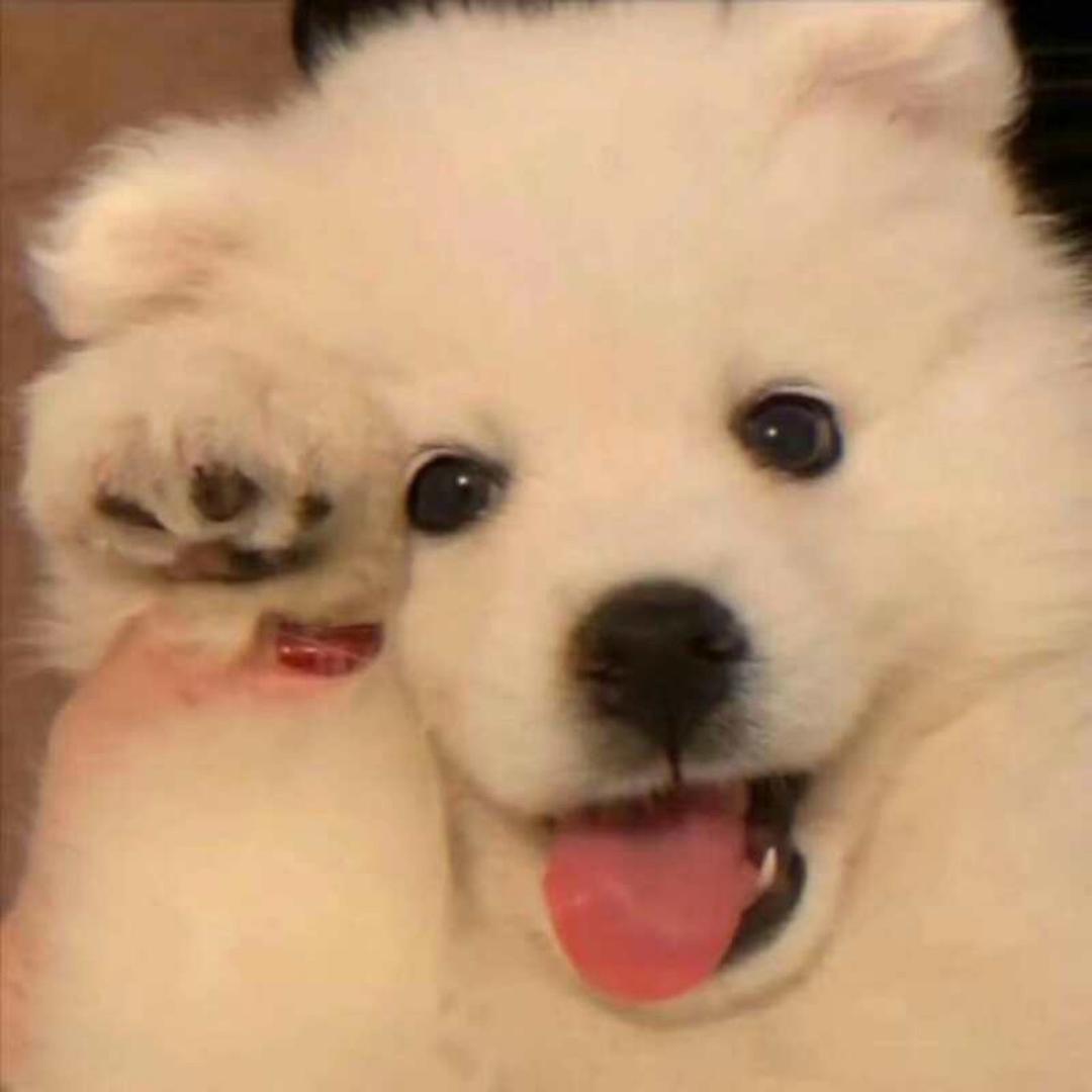 大懒猪的cc